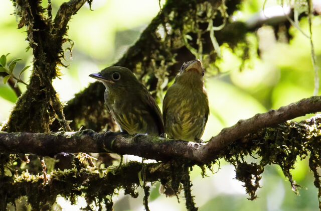 Pacific Flatbill