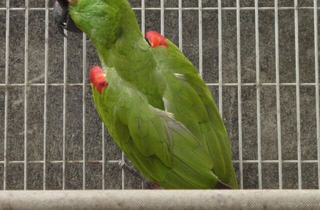 Maroon-fronted Parrot