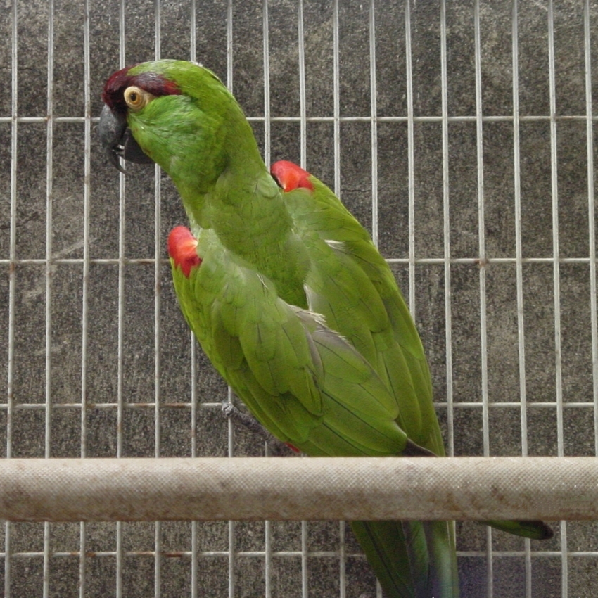 Maroon-fronted Parrot