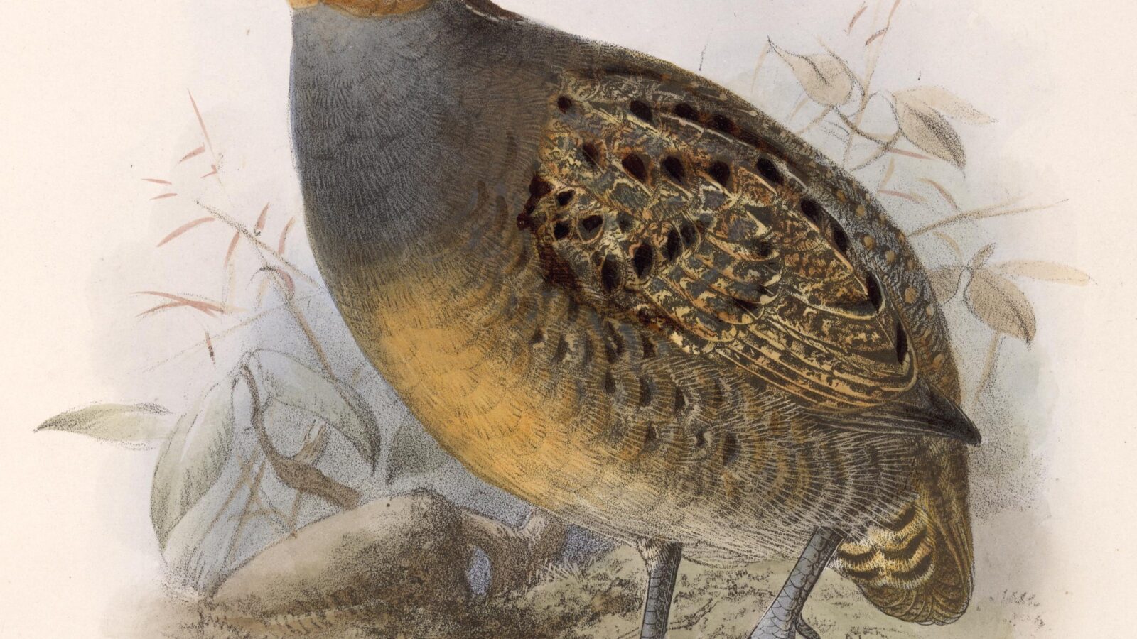 Tawny-faced Quail