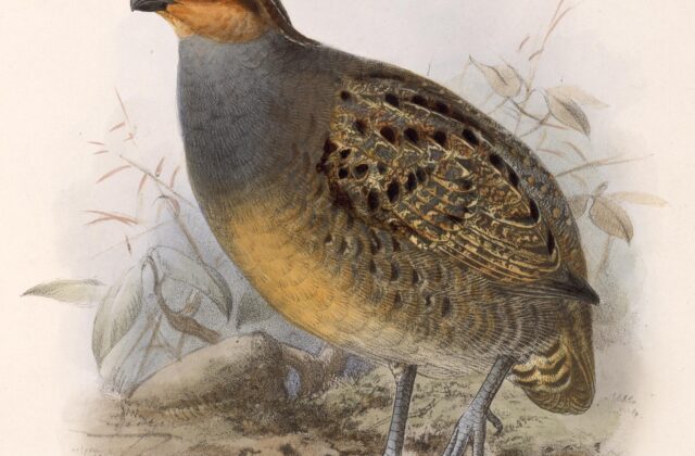 Tawny-faced Quail