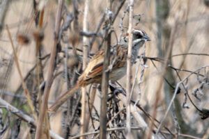 Yungas Sparrow