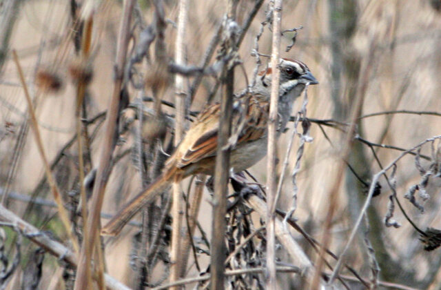 Yungas Sparrow