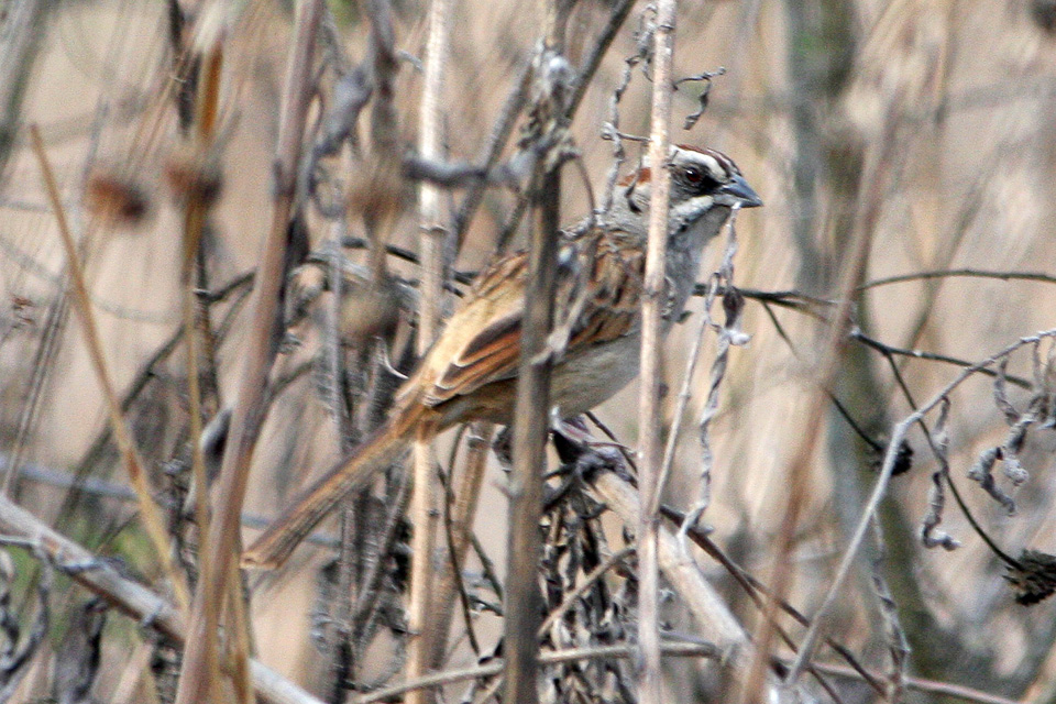 Yungas Sparrow
