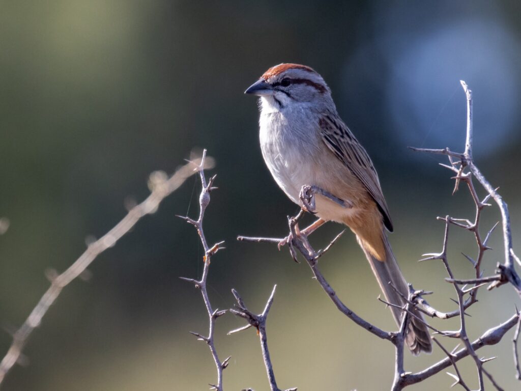 Chaco Sparrow