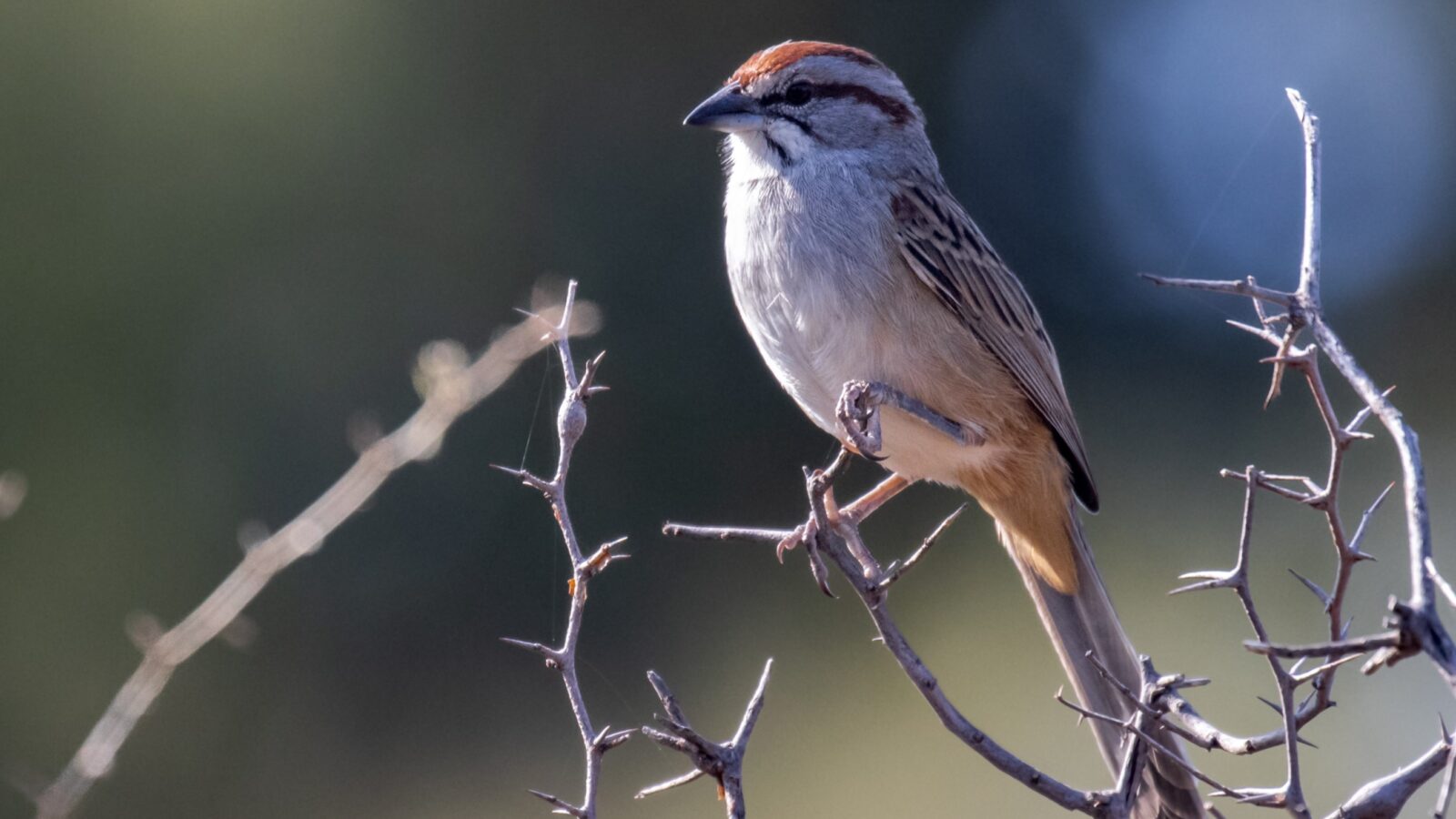 Chaco Sparrow