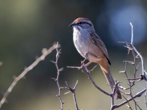 Chaco Sparrow
