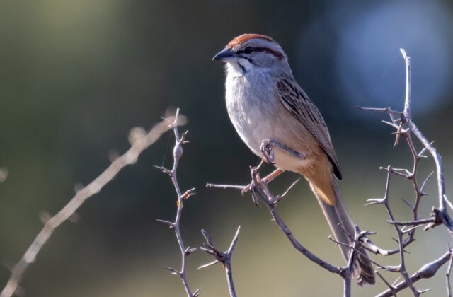 Chaco Sparrow