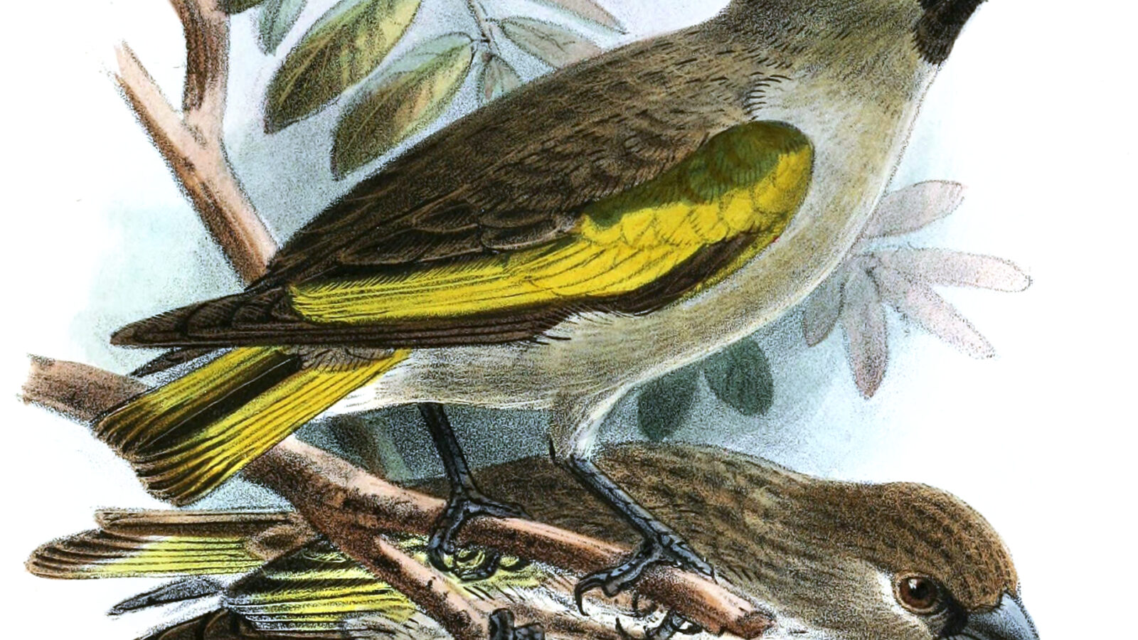 Somali Golden-winged Grosbeak
