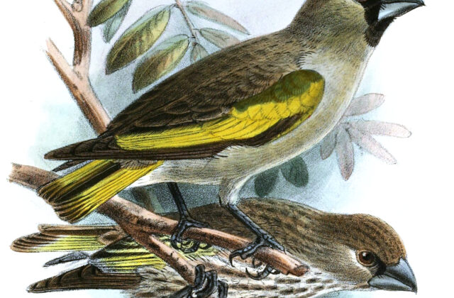 Somali Golden-winged Grosbeak
