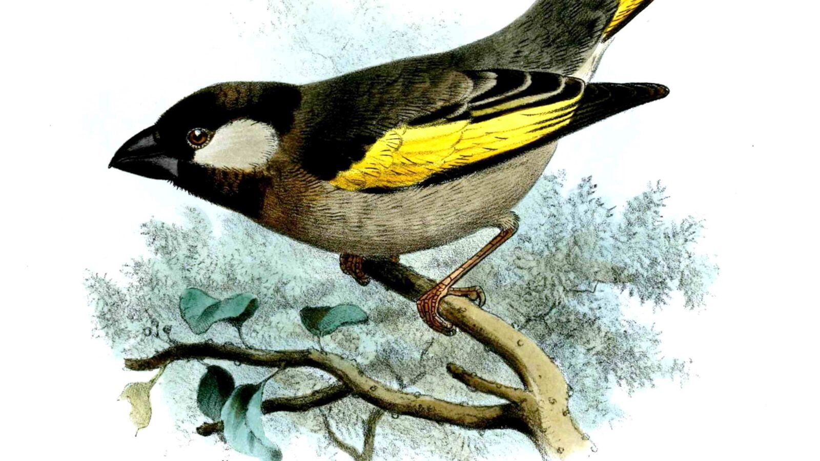 Socotra Golden-winged Grosbeak