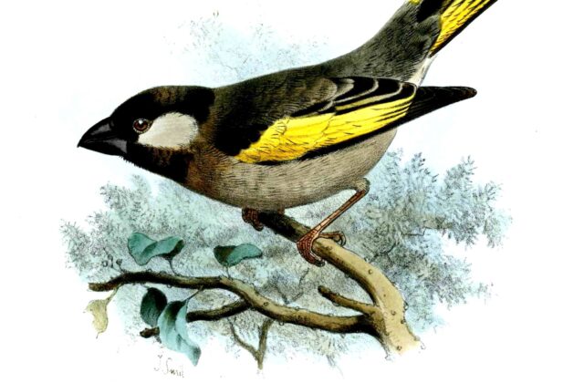 Socotra Golden-winged Grosbeak