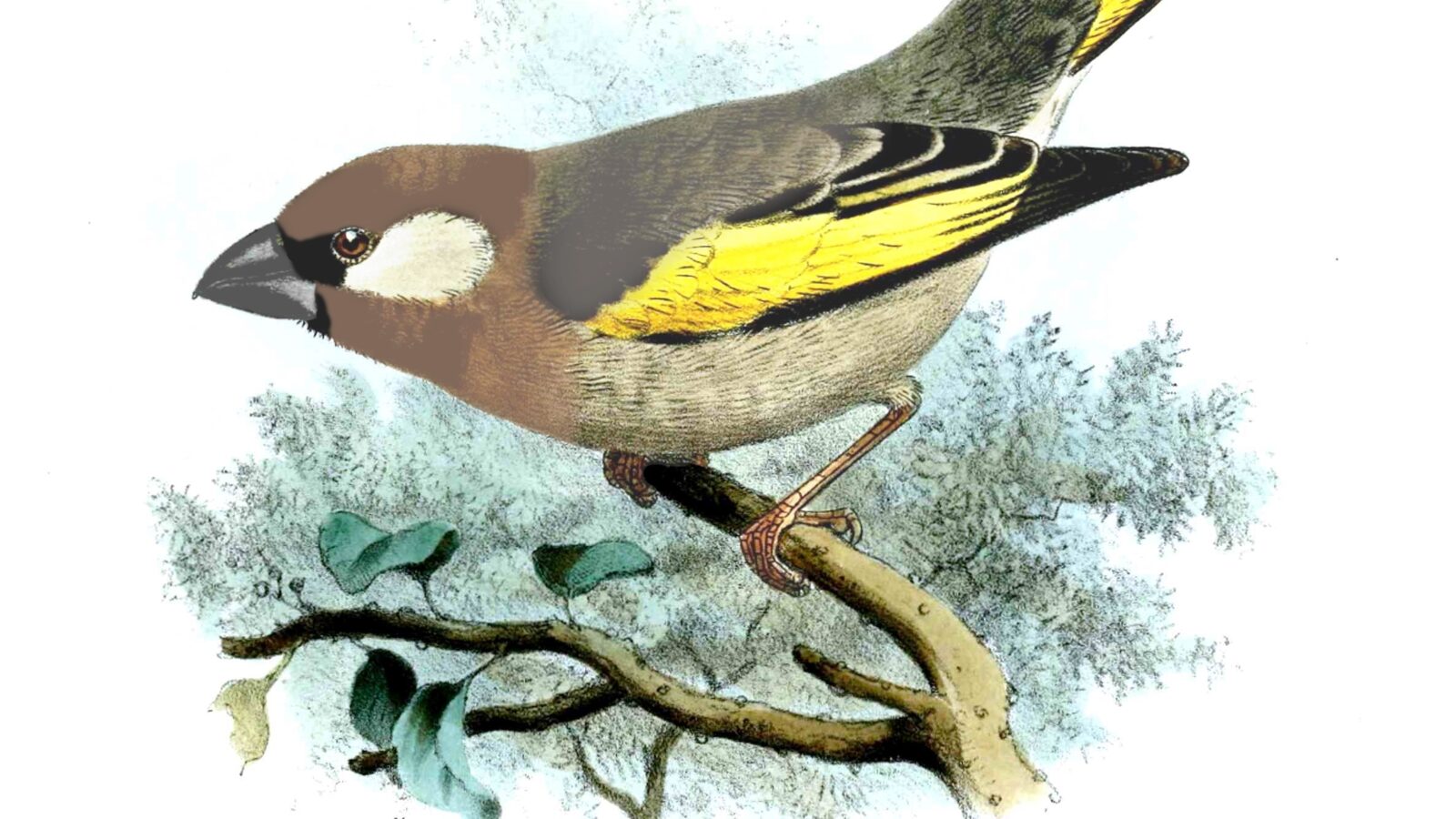 Arabian Golden-winged Grosbeak