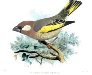Arabian Golden-winged Grosbeak