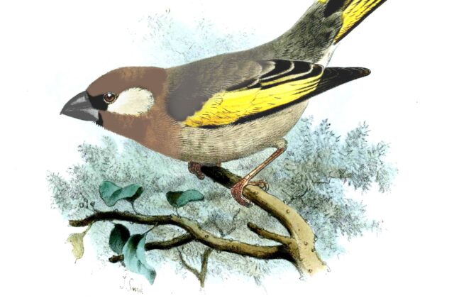 Arabian Golden-winged Grosbeak