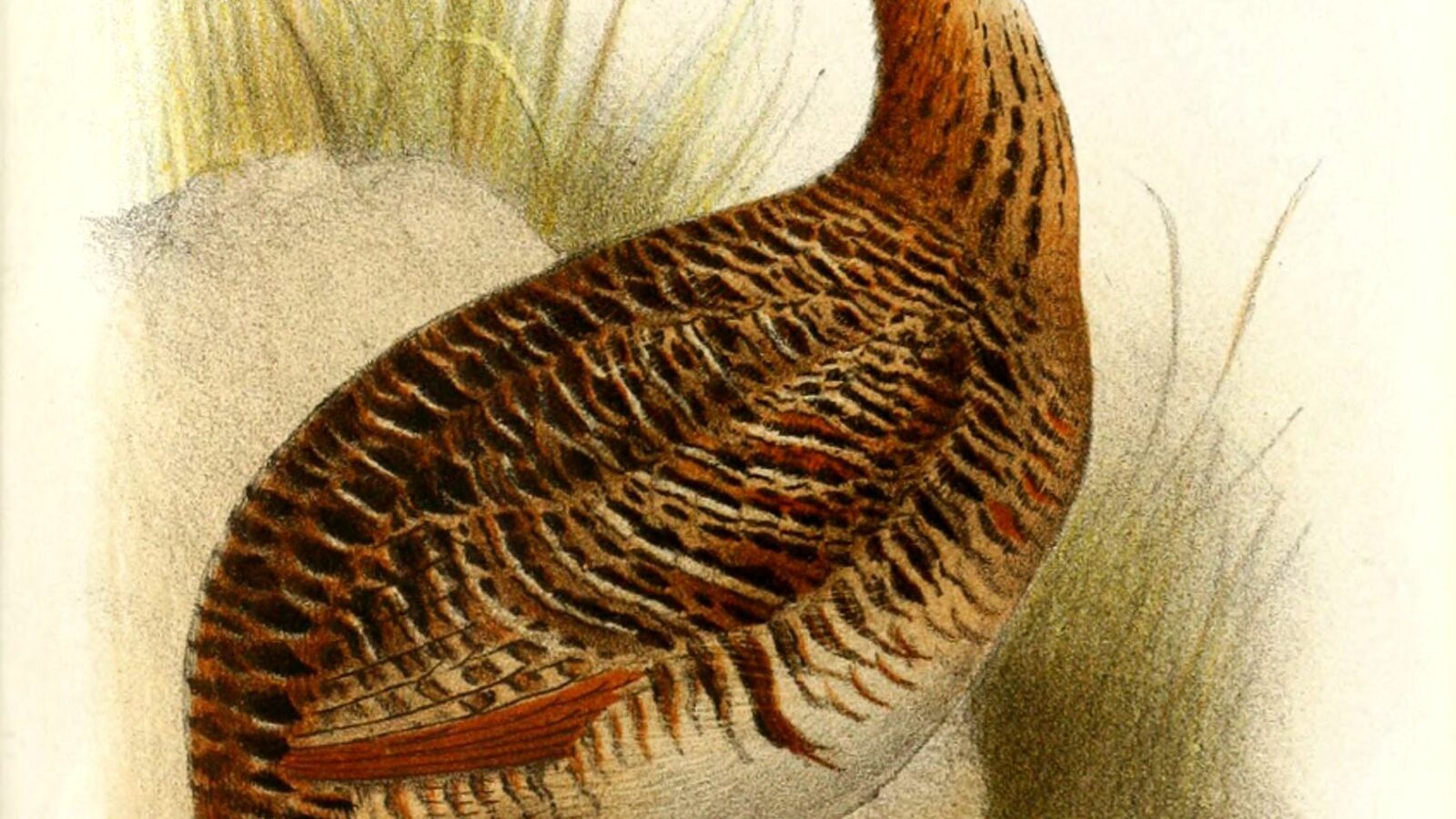 Huayco Tinamou