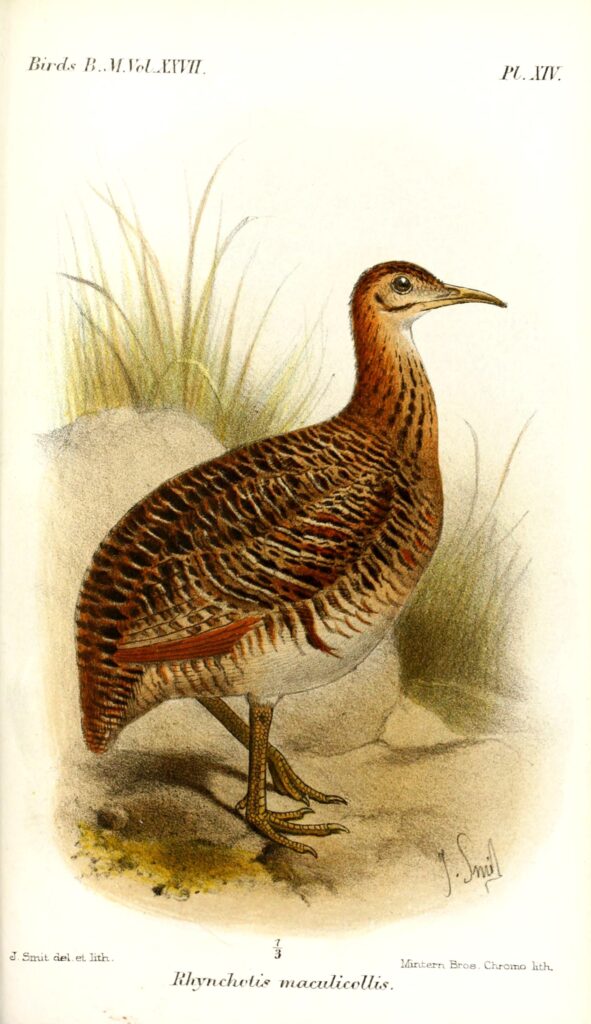 Huayco Tinamou