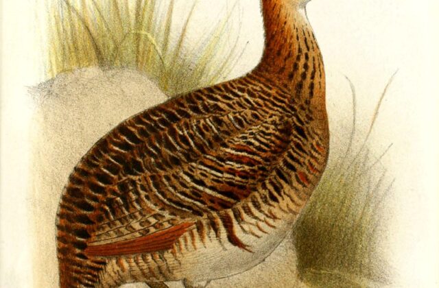 Huayco Tinamou