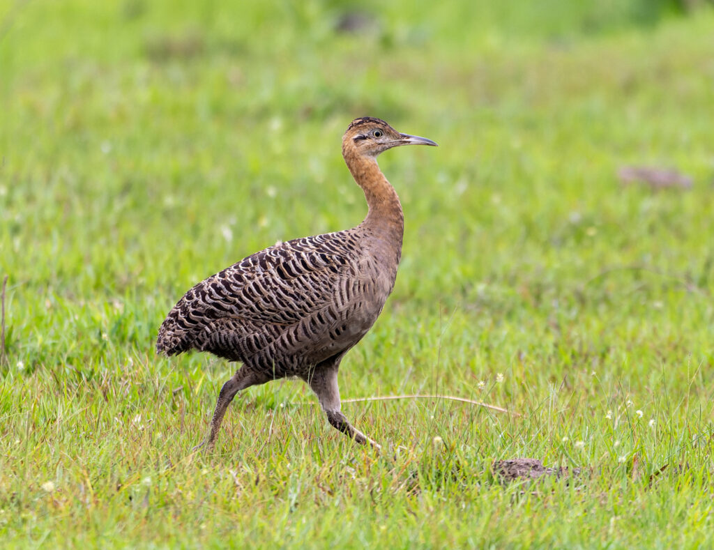 Red-winged Tinamou