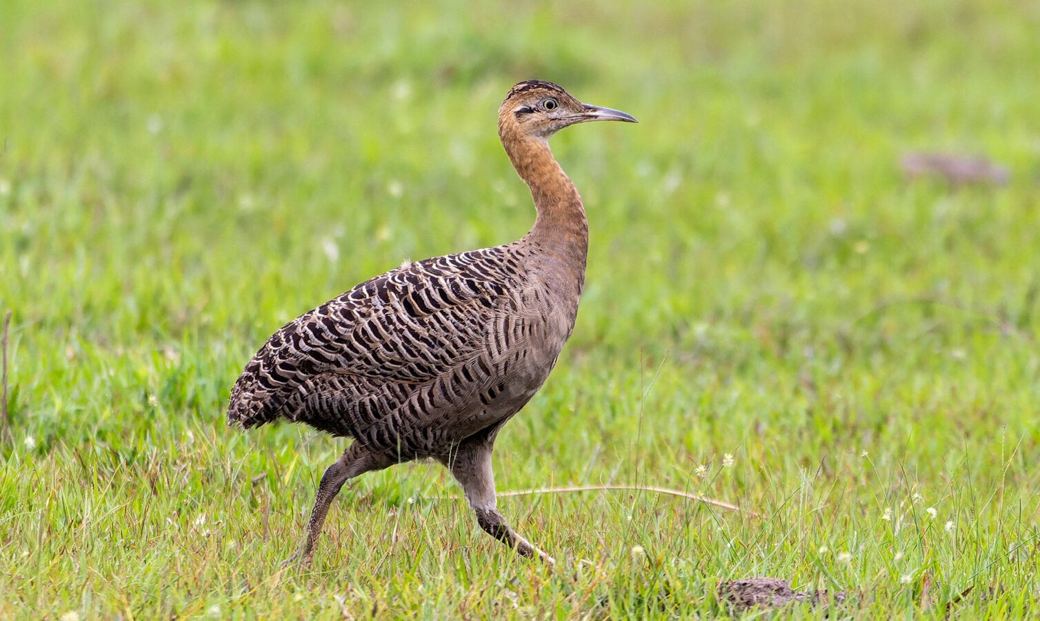 Red-winged Tinamou