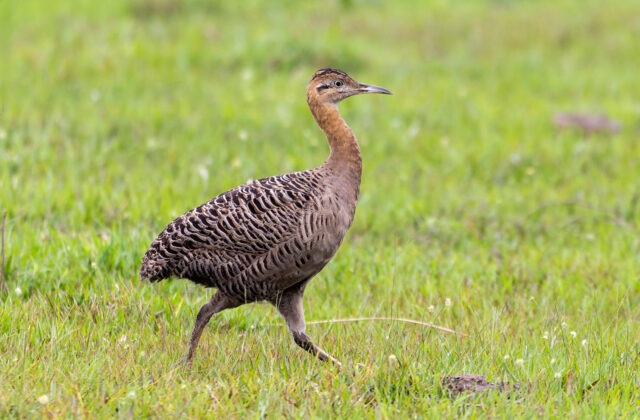Red-winged Tinamou