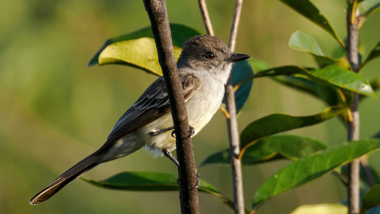 Pale-bellied Mourner