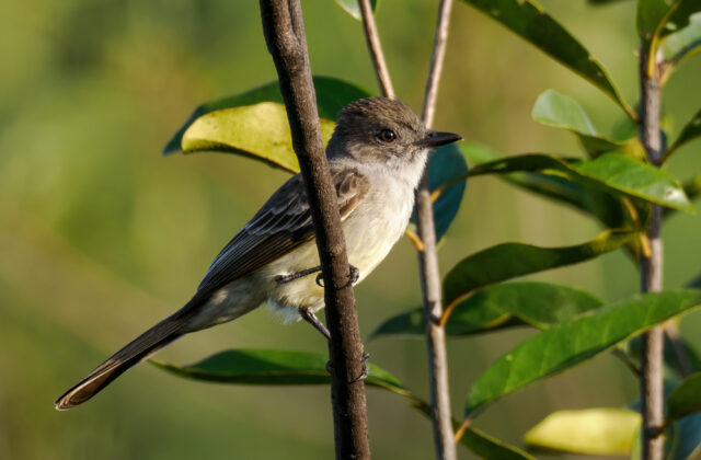 Pale-bellied Mourner