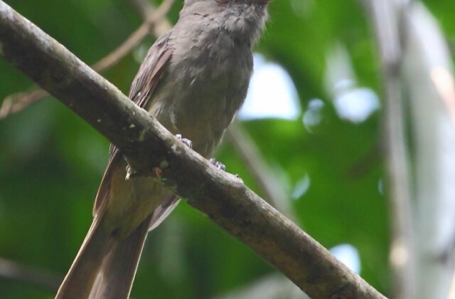 Greyish Mourner
