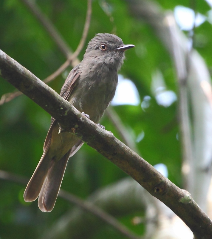 Greyish Mourner