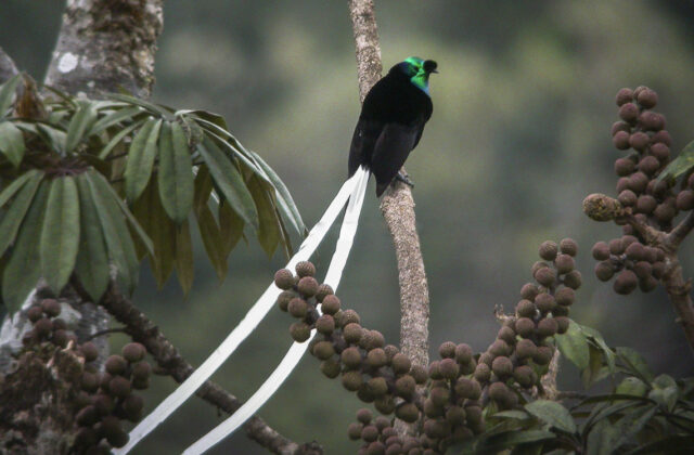Ribbon-tailed Astrapia