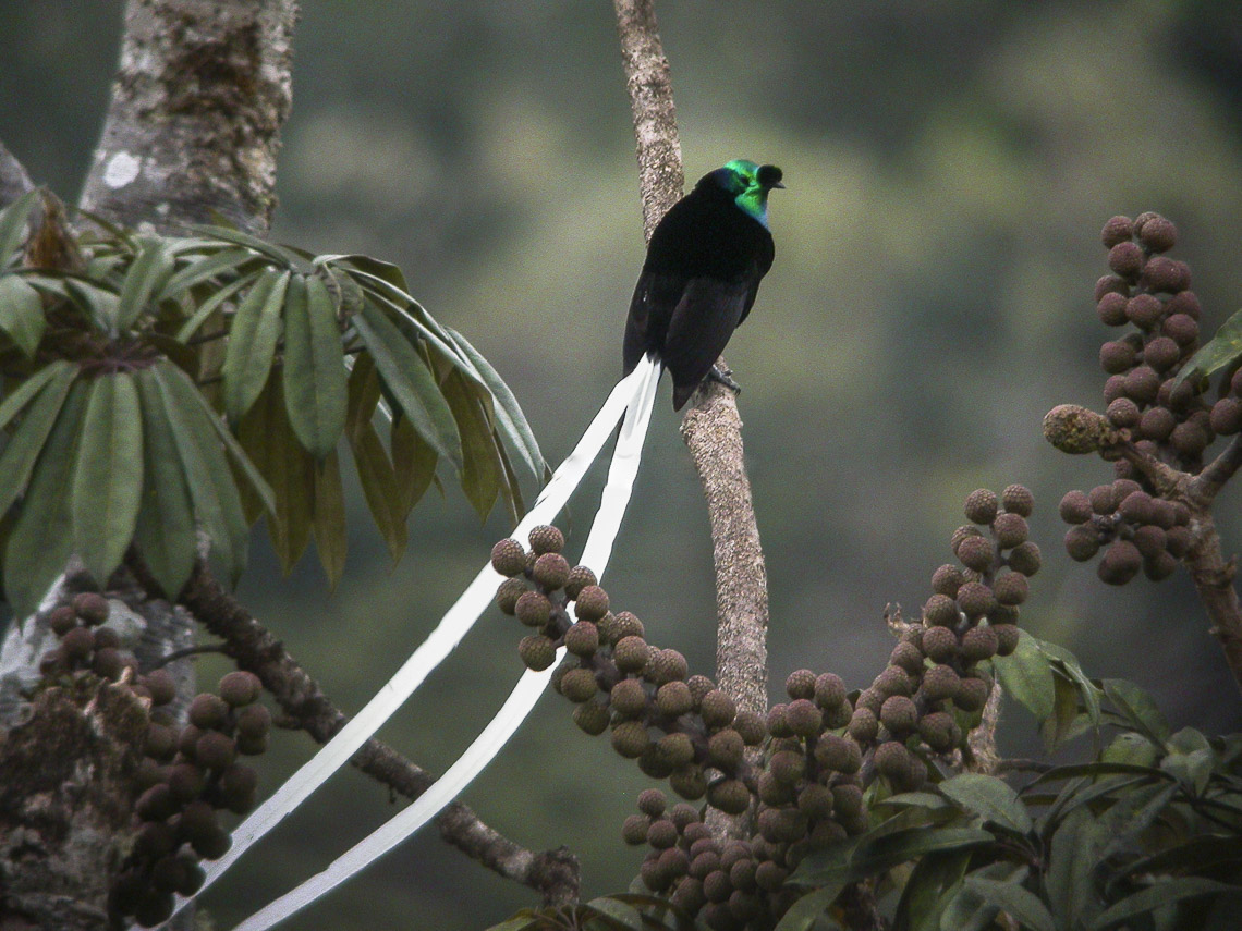 Ribbon-tailed Astrapia