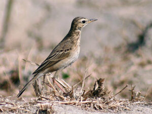 Richard’s Pipit