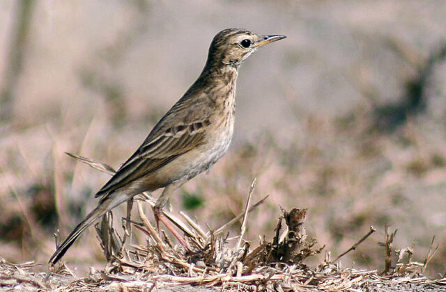 Richard’s Pipit