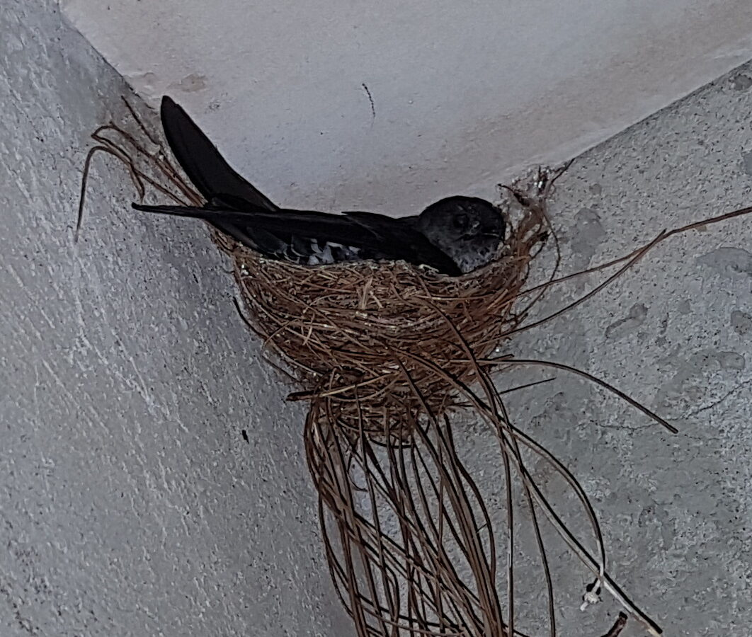 Ridgetop Swiftlet