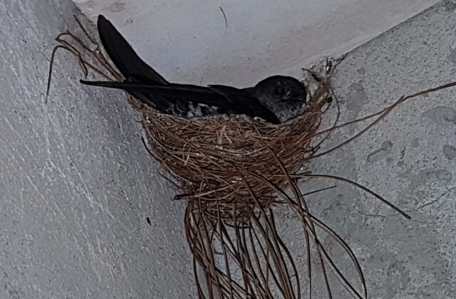 Ridgetop Swiftlet
