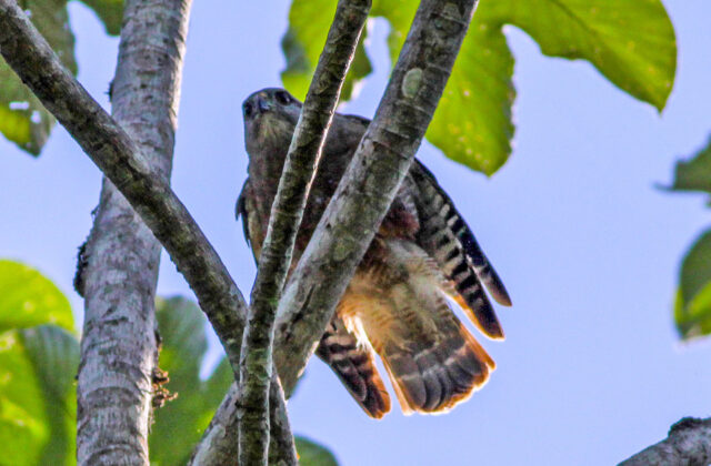 Ridgway’s Hawk