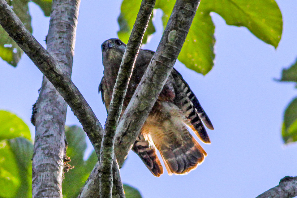 Ridgway’s Hawk