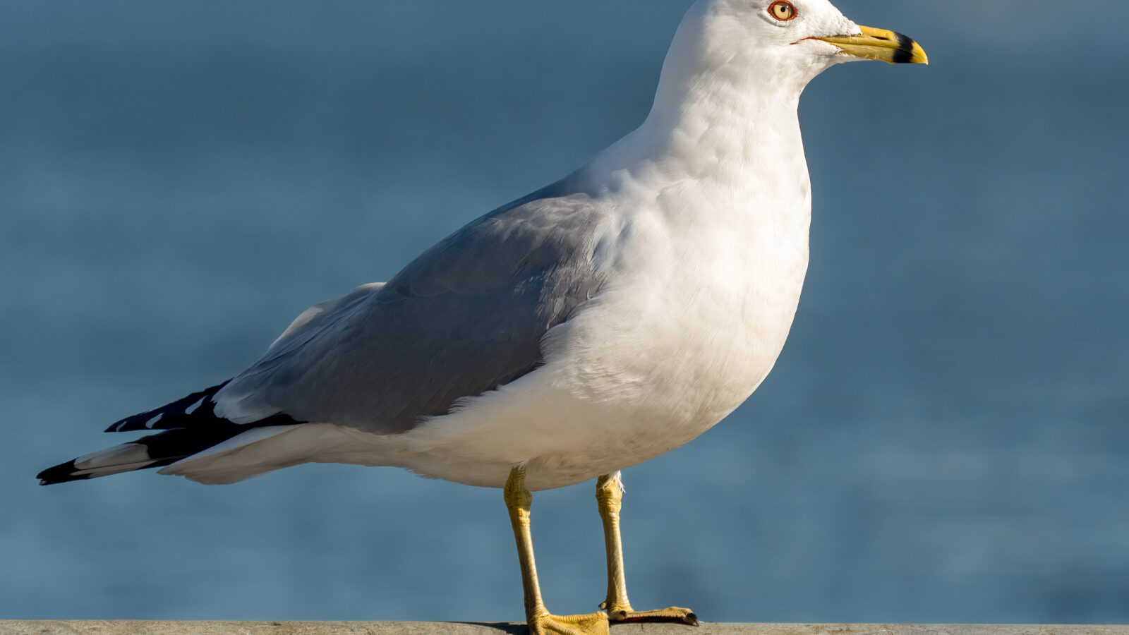 Ring-billed Gull