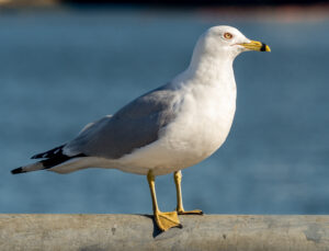 Ring-billed Gull