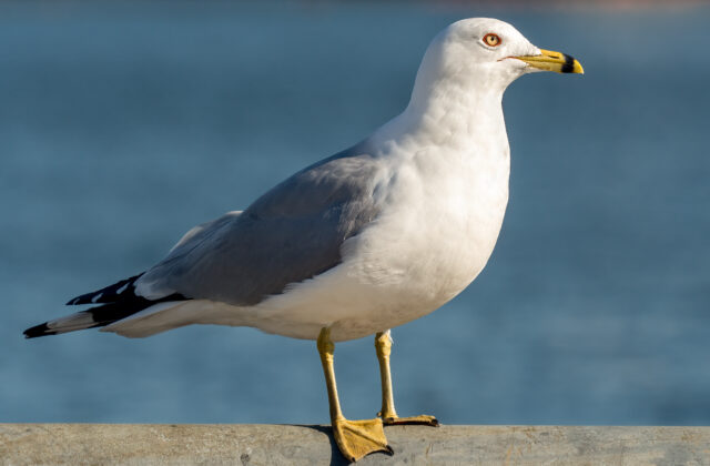 Ring-billed Gull