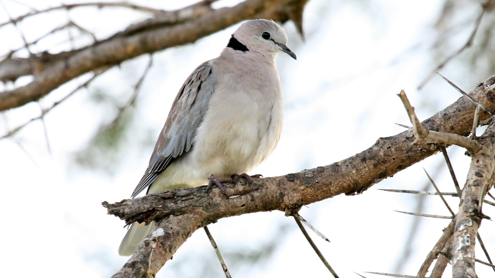 Ring-necked Dove