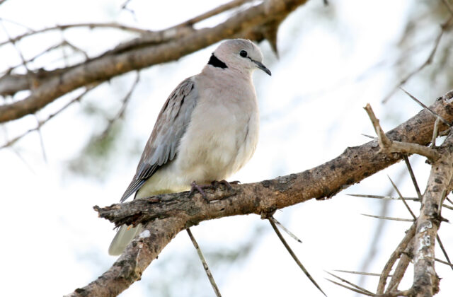 Ring-necked Dove