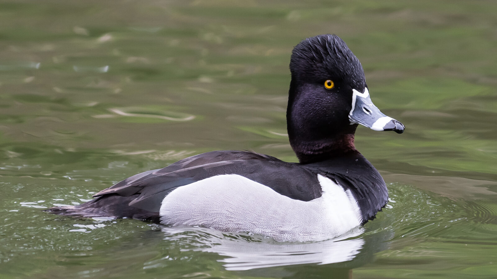 Ring-necked Duck