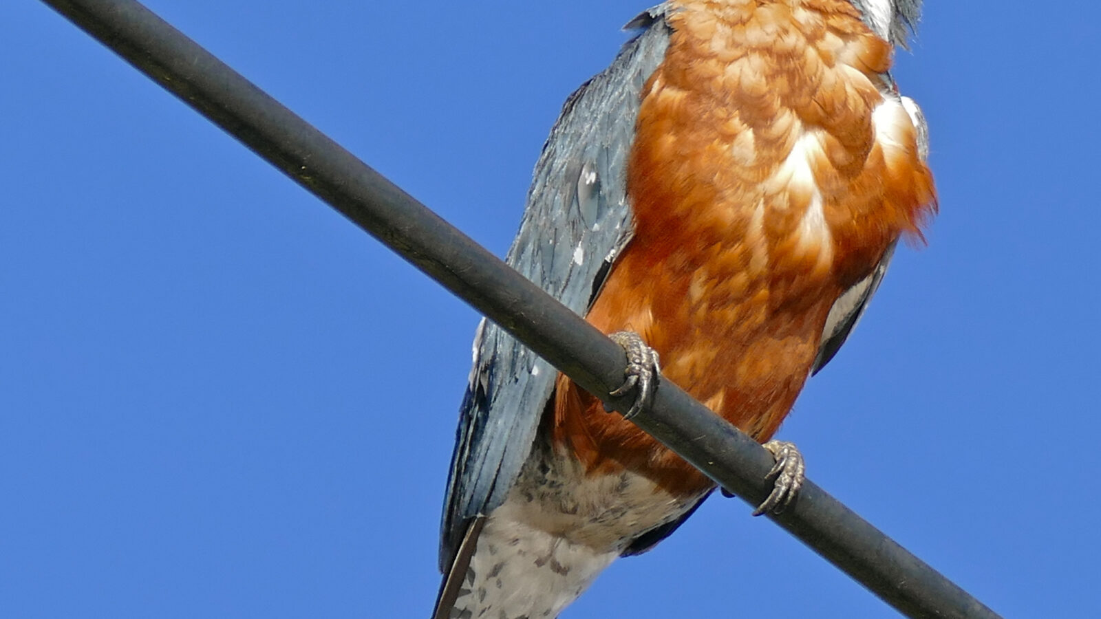 Ringed Kingfisher