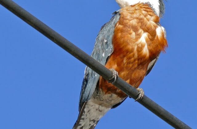 Ringed Kingfisher