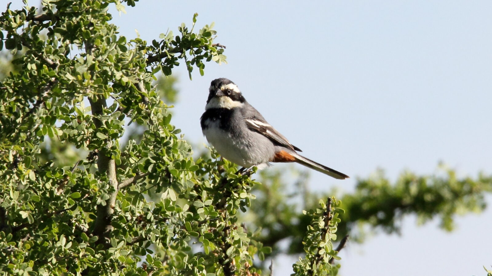 Ringed Warbling Finch
