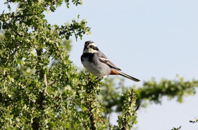 Ringed Warbling Finch