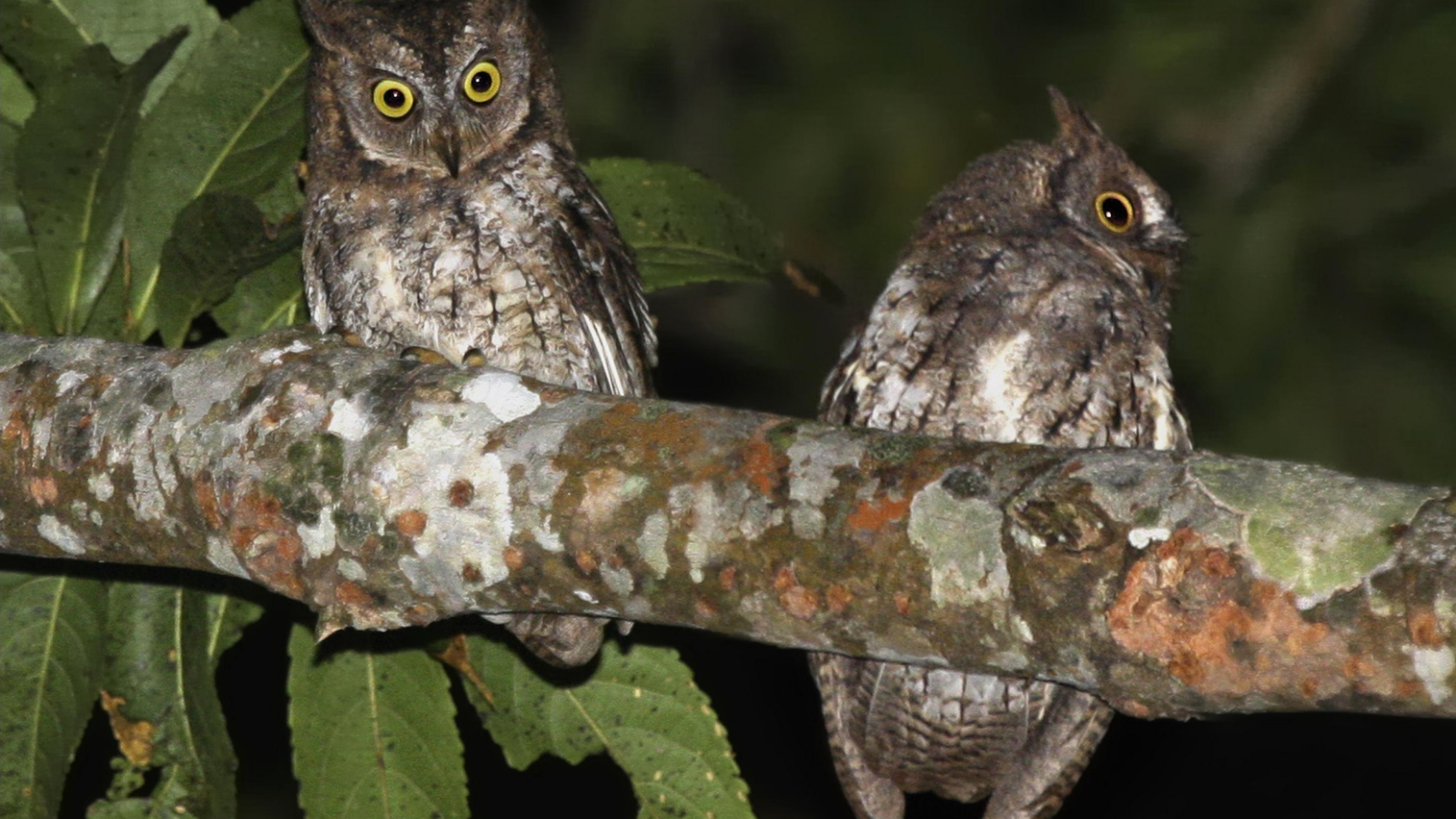 Rinjani Scops Owl