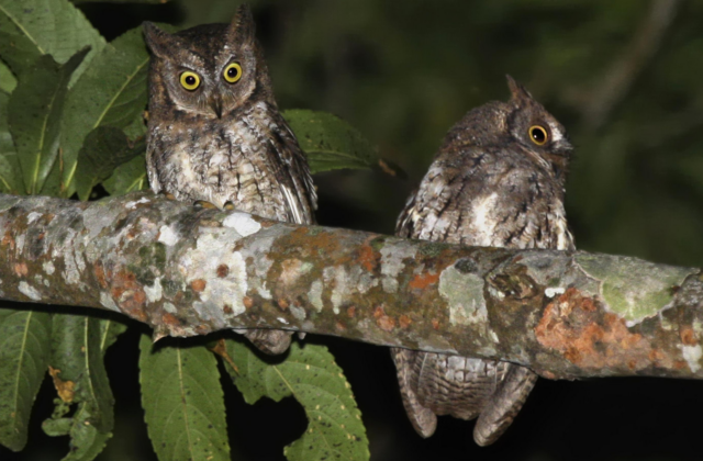 Rinjani Scops Owl