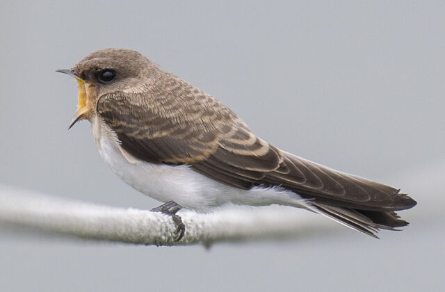 Grey-throated Martin